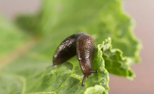 菜叶上鼻涕虫蜗牛用什么方法杀死