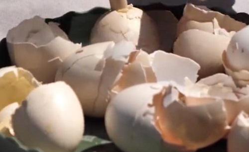 菜叶上鼻涕虫蜗牛用什么方法杀死