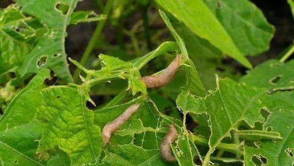 菜叶上鼻涕虫蜗牛用什么方法杀死