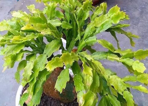 蟹爪兰花谢后如何修剪