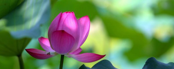 冬季养花盆栽方法