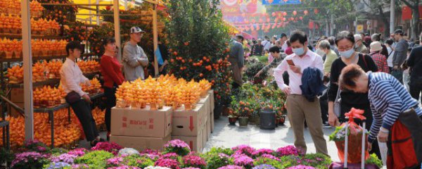 春节时家里摆什么花好呢