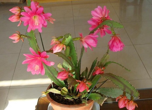 令箭荷花怎么养护叶片肥厚