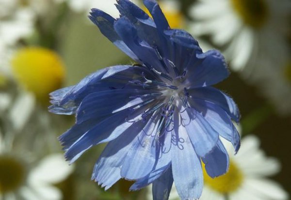 蓝色的花有哪些