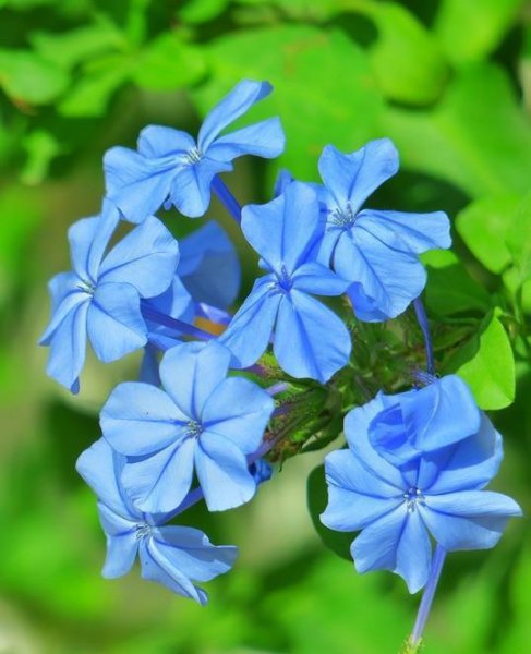 蓝色的花有哪些