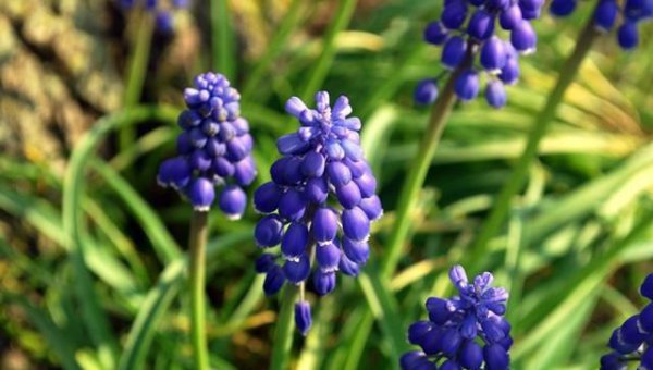 蓝色的花有哪些