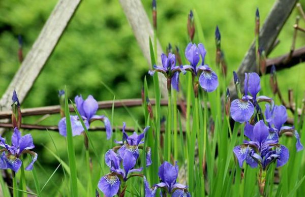 蓝色的花有哪些