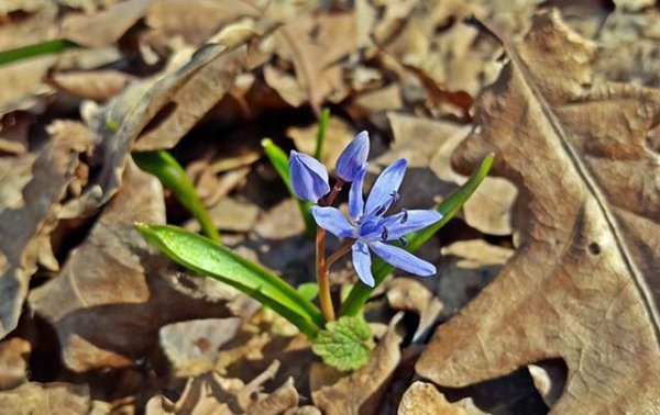 蓝色的花有哪些