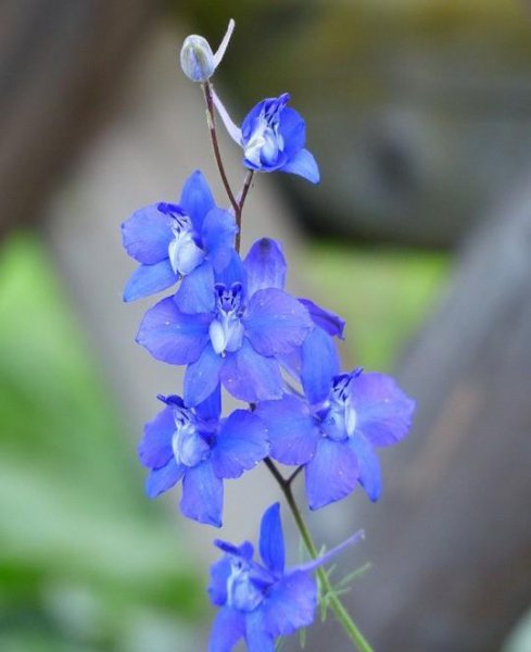 蓝色的花有哪些