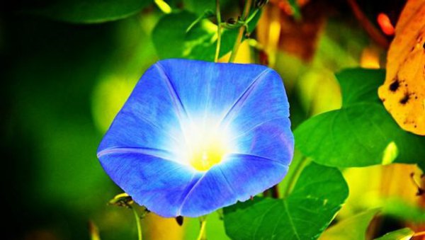 蓝色的花有哪些