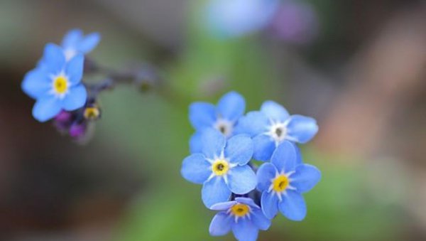 蓝色的花有哪些