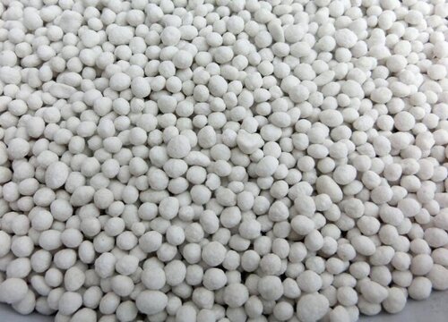 月季修剪后如何养护新芽多又粗壮