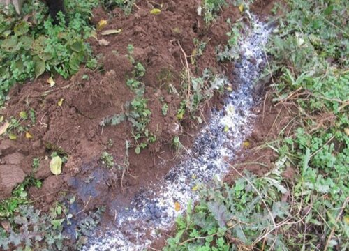 月季修剪后如何养护新芽多又粗壮