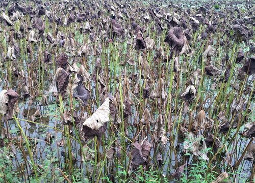 莲藕一年不收第二年还长吗