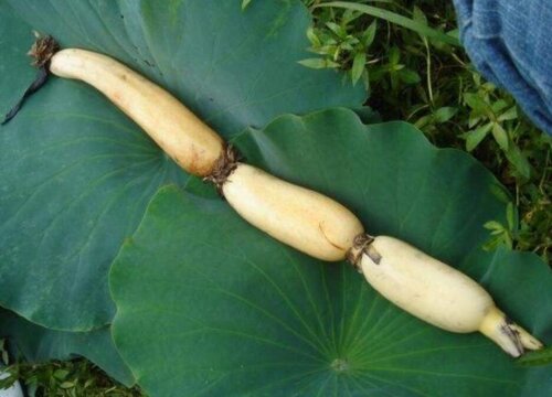 莲藕一年不收第二年还长吗