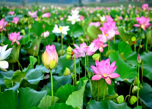 莲藕一年不收第二年还长吗