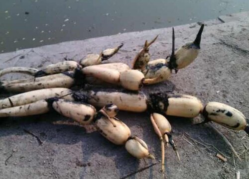 莲藕一年不收第二年还长吗