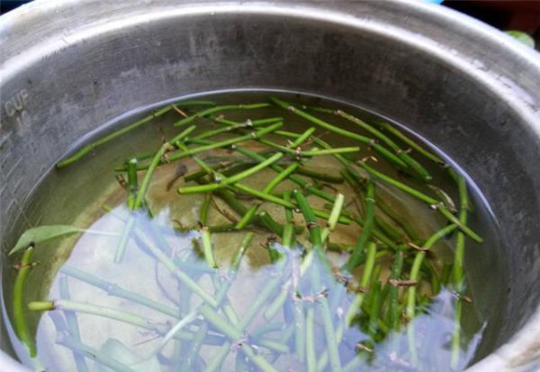 啤酒可以浇绿萝吗