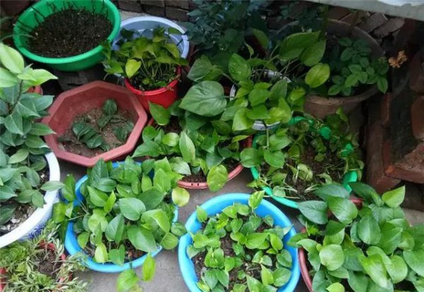 啤酒可以浇绿萝吗