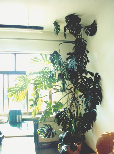 啤酒可以浇绿萝吗