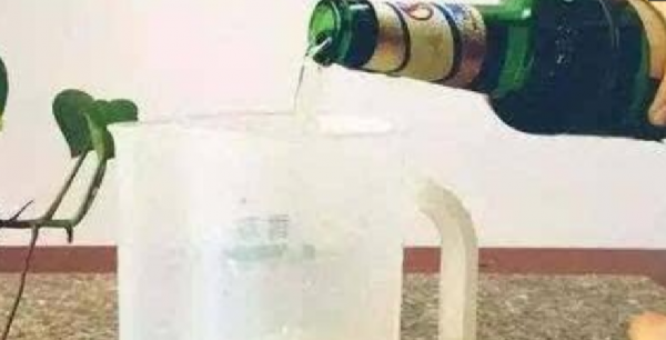 啤酒可以浇绿萝吗