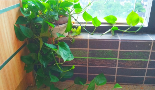 啤酒可以浇绿萝吗