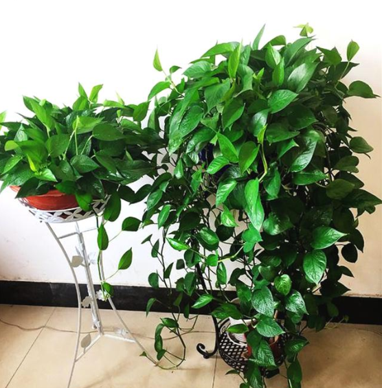 啤酒可以浇绿萝吗