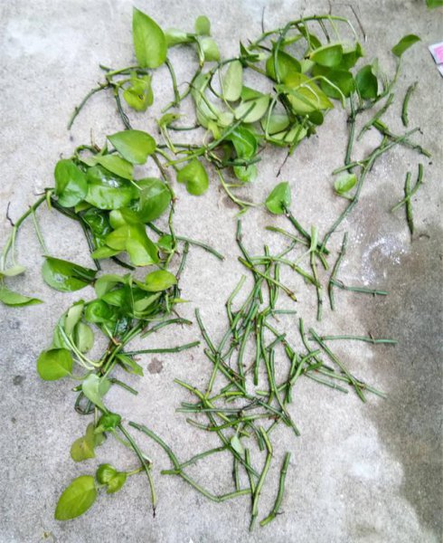 啤酒可以浇绿萝吗