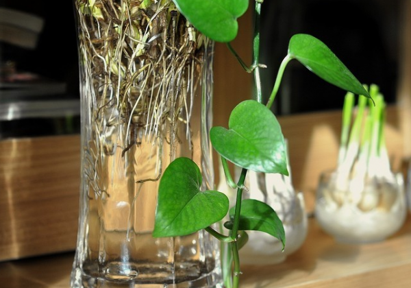 啤酒可以浇绿萝吗