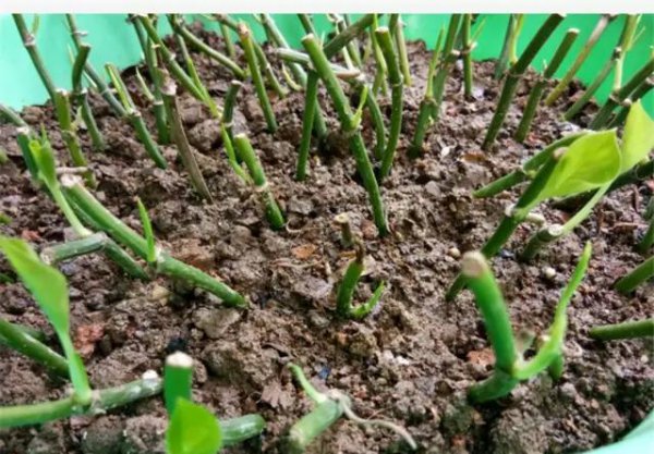 啤酒可以浇绿萝吗