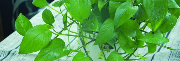 啤酒可以浇绿萝吗