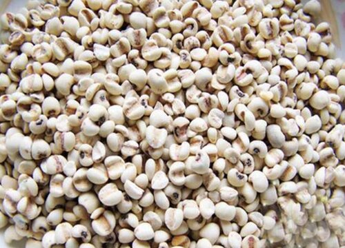 薏米什么时候收获收割