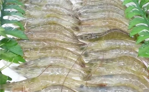 江苏连云港特产有哪些值得购买