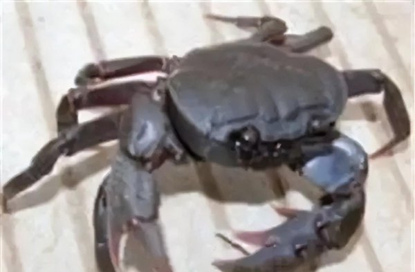 江苏连云港特产有哪些值得购买