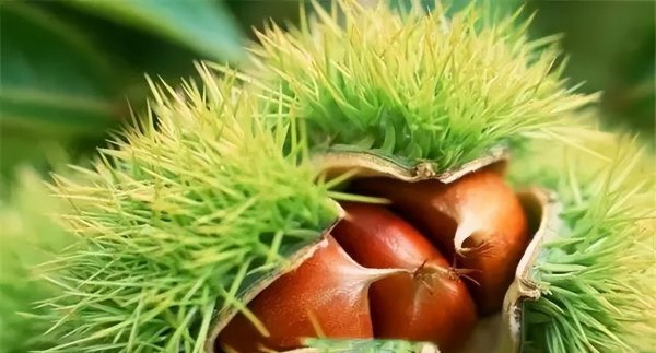 江苏连云港特产有哪些值得购买