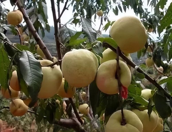 江苏连云港特产有哪些值得购买