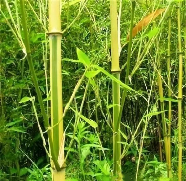 江苏连云港特产有哪些值得购买