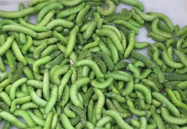 江苏连云港特产有哪些值得购买