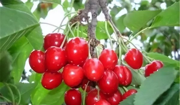 江苏连云港特产有哪些值得购买