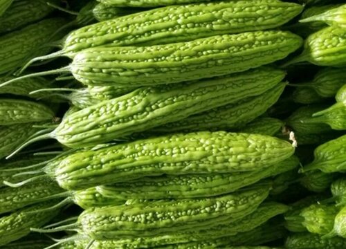 苦瓜种植技术与管理法