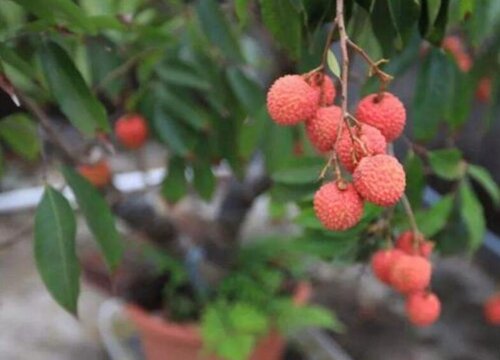 合江荔枝什么时候成熟