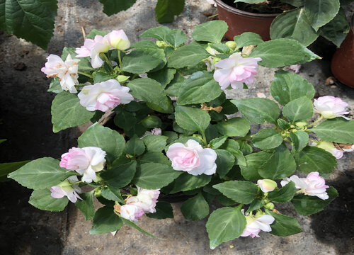 凤仙花种植多久开花