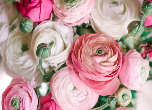 洋牡丹的花语和寓意