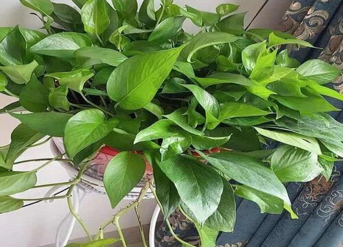 夏季养护绿萝需要做好哪些要点