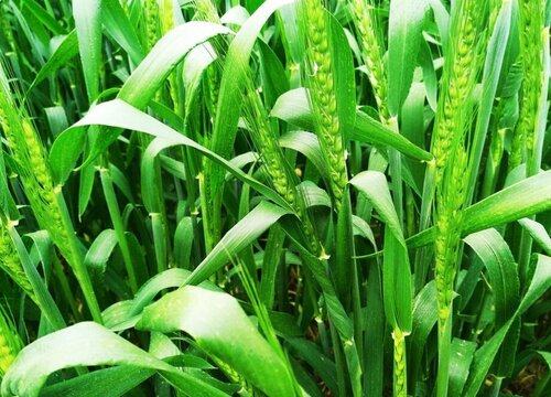 小麦磷酸二氢钾与芸苔素配施最佳时间