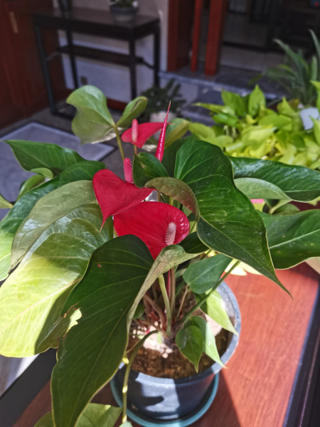 办公桌上放什么植物好旺财