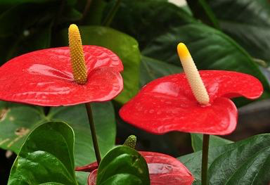 办公桌上放什么植物好旺财