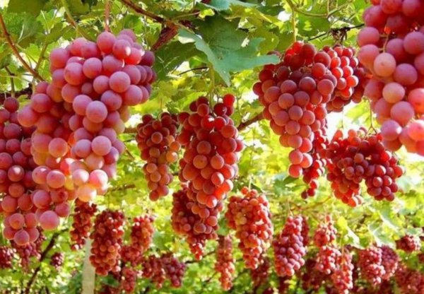 新疆的特产是什么都有哪些