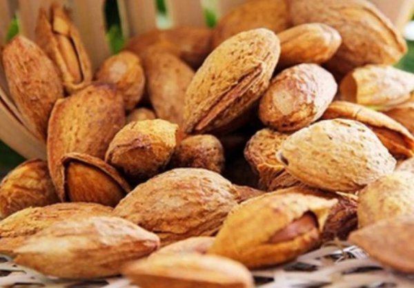 新疆的特产是什么都有哪些