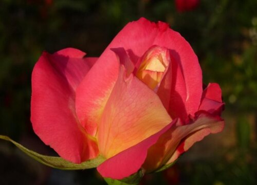 火焰月季是藤本还是灌木